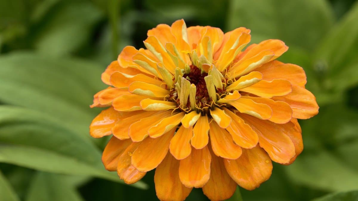 Close-up of a vibrant orange zinnia flower in full bloom against lush green leaves.