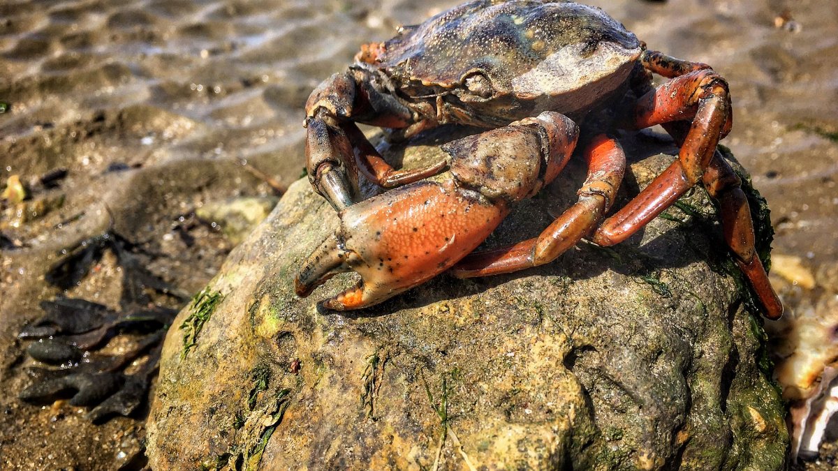 Detailed close-up of a crab resting on a rock at the beach, highlighting its claws and natural habitat.