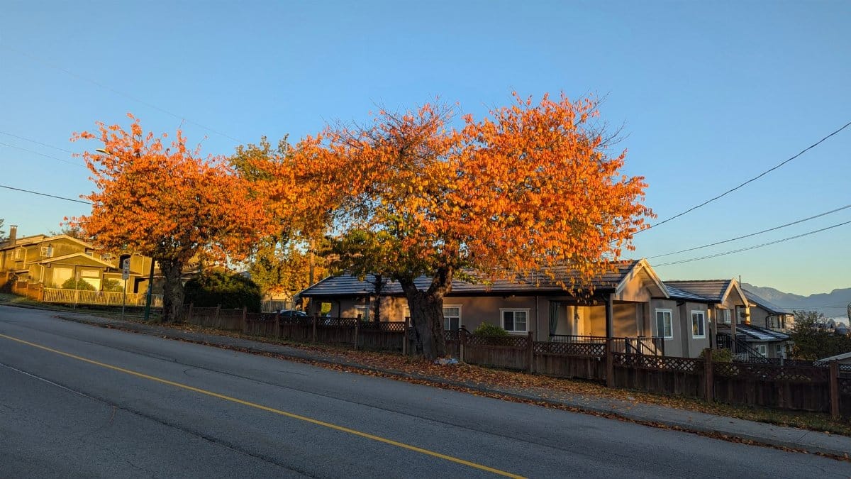 A quiet suburban street lined with trees showcasing vibrant autumn foliage under a clear blue sky.
