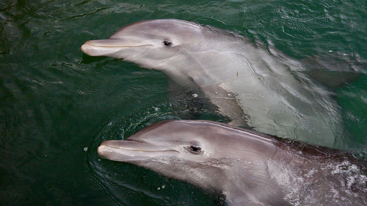 Two playful bottlenose dolphins swimming together in Cancún, Mexico.
