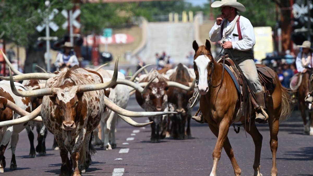 Cowboys on horseback lead a herd of Texas Longhorn cattle during a street drive in Fort Worth.