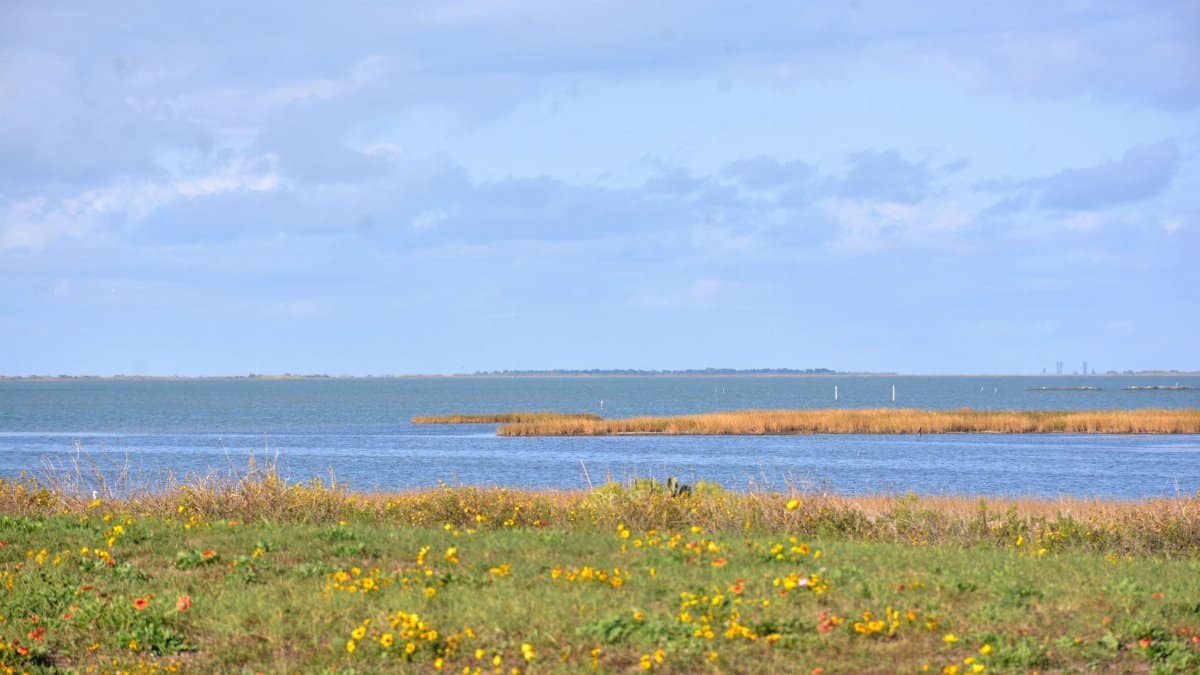 Explore the scenic beauty of Galveston Bay, Texas, with its vibrant wildflowers and clear blue skies.