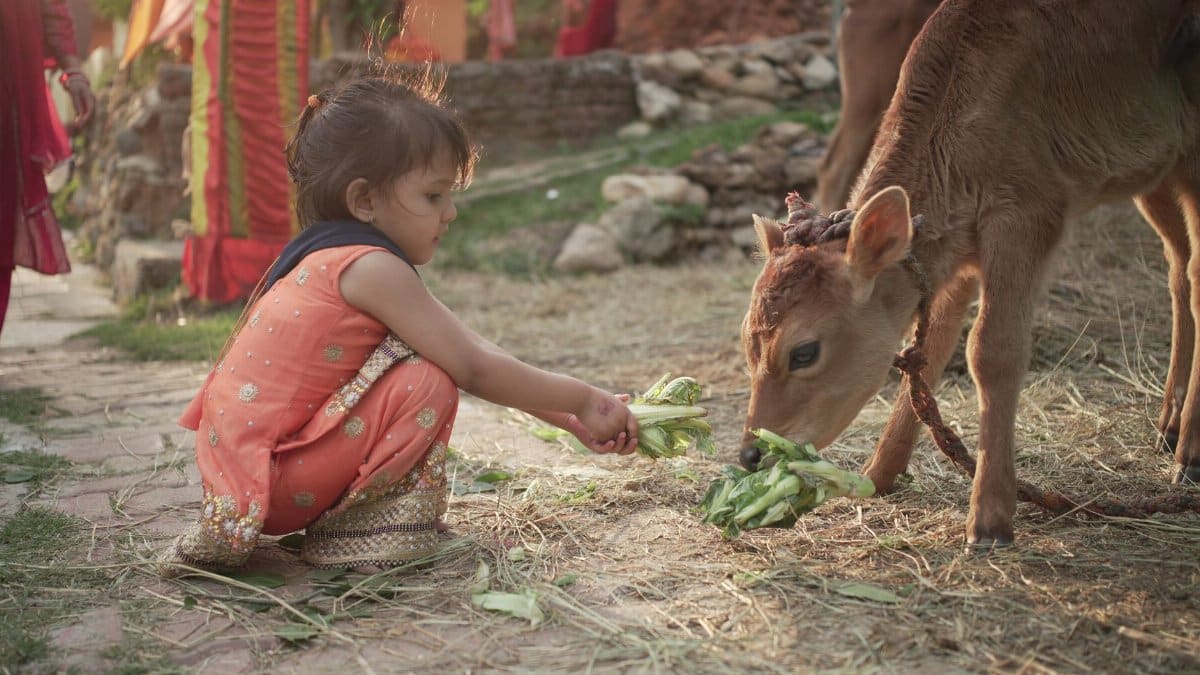 A young girl in traditional attire feeds a calf outdoors in a warm, rural environment.