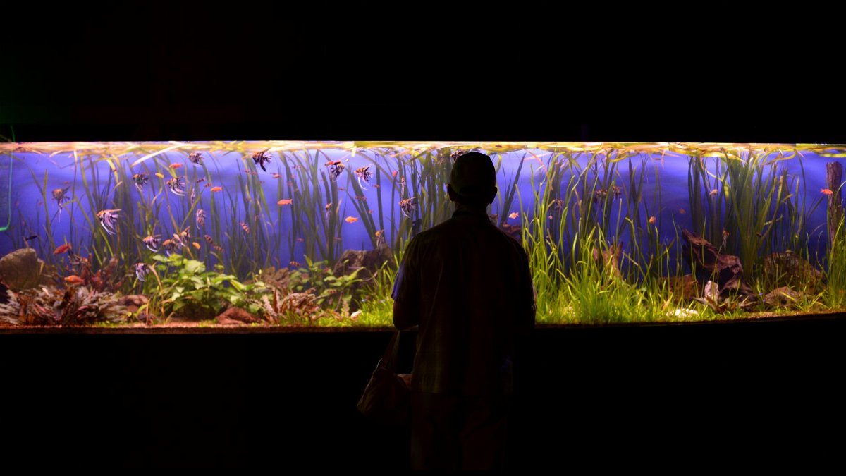 A person silhouetted against a vibrant, large aquarium display with various fish and aquatic plants.