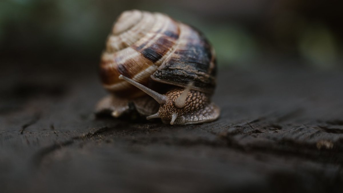 Detailed macro shot of a snail on a damp wooden surface in a forest setting.