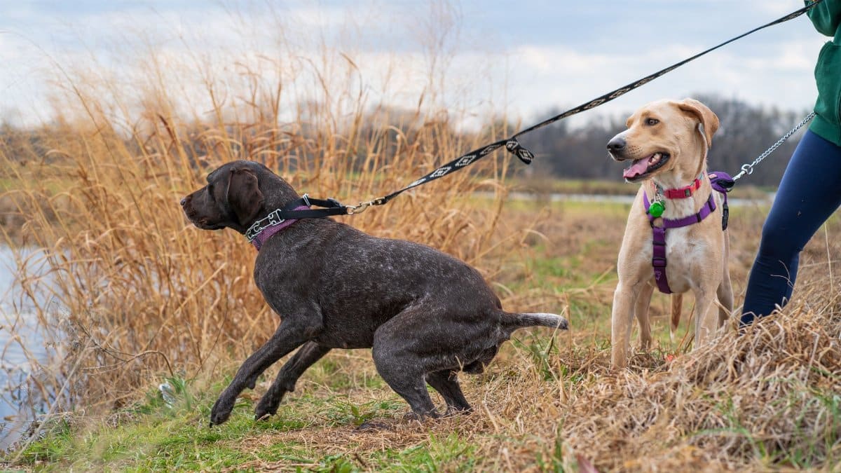 Two dogs on leash by a riverside, enjoying a walk in autumn scenery.