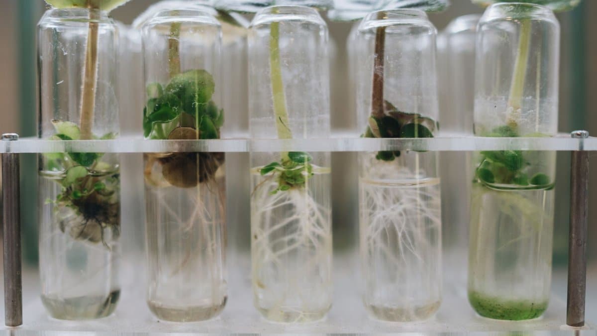 Close-up of plant tissue culture in laboratory test tubes showcasing micropropagation.