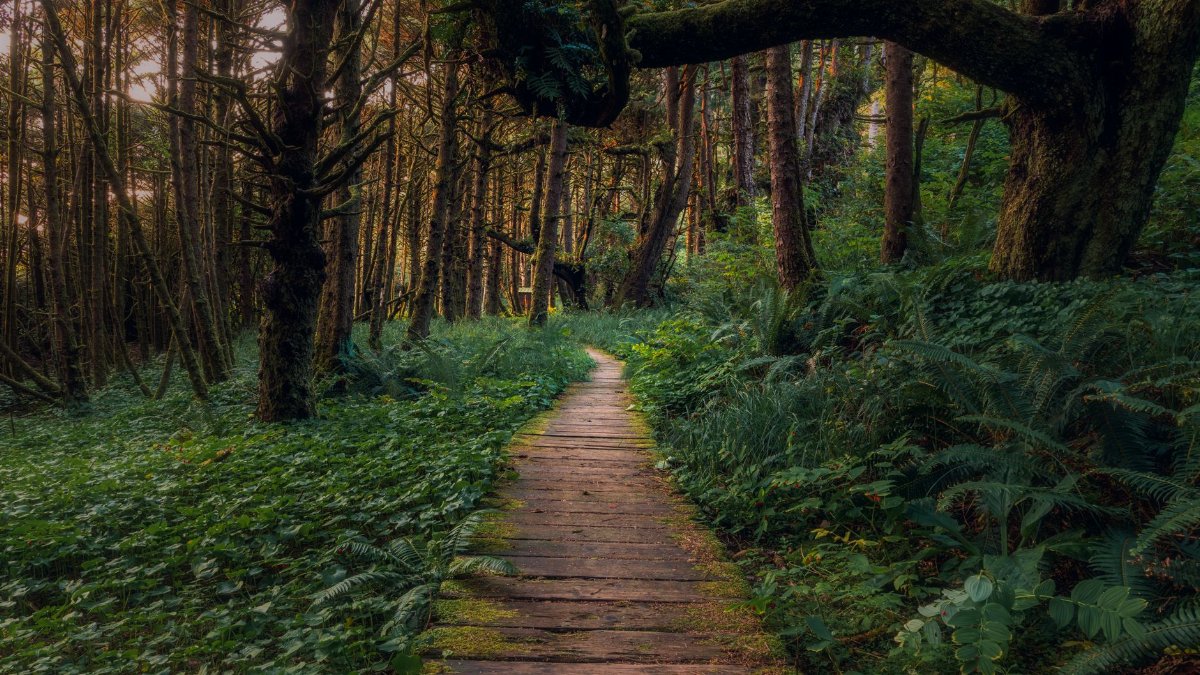 Explore a tranquil forest path on Vancouver Island, surrounded by lush greenery and towering trees.