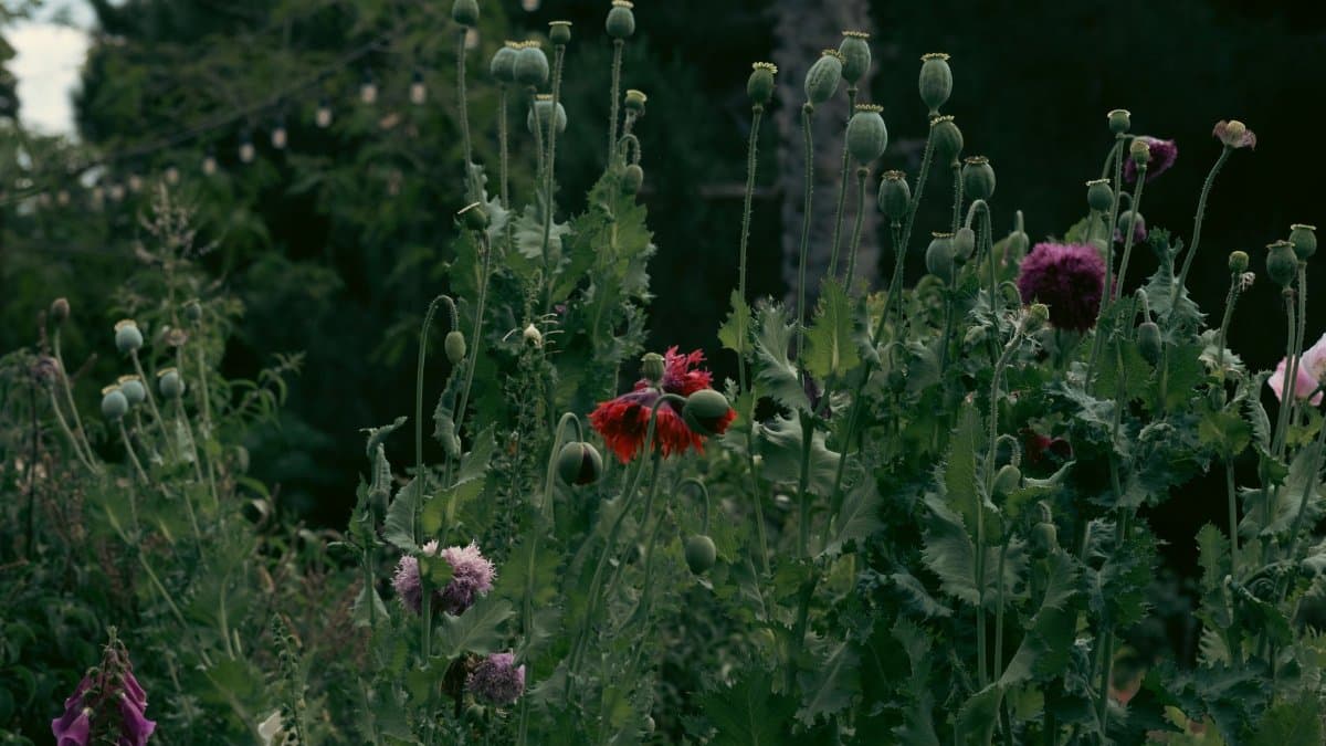 A collection of poppies in a moody, dark outdoor garden setting, suggesting summer.