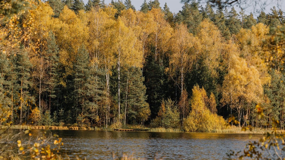 Peaceful autumn forest landscape with a calm lake reflecting fall foliage.