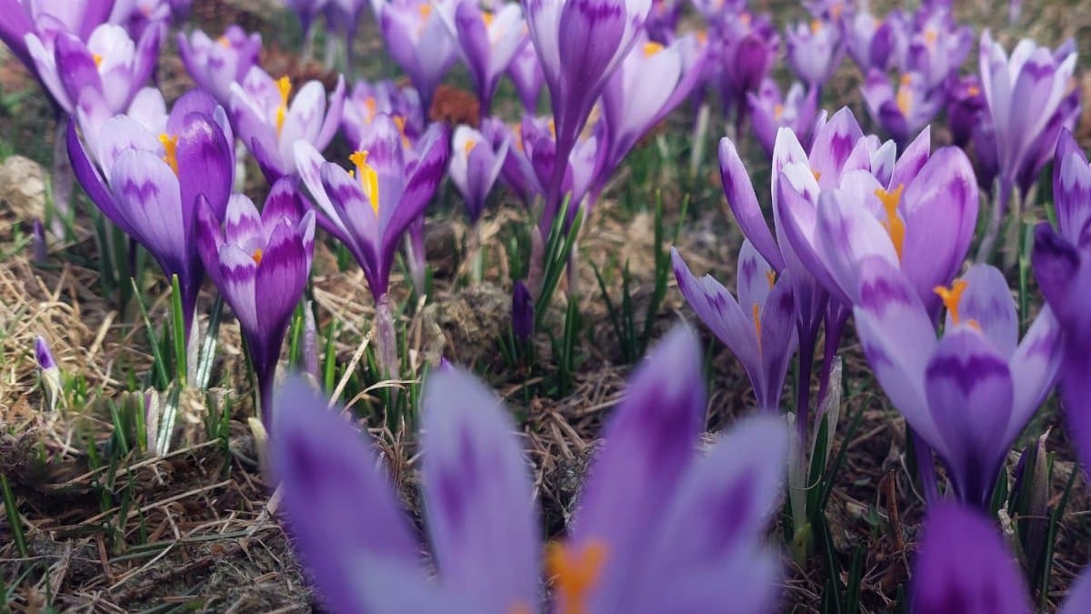 Purple crocuses blooming in a spring meadow, capturing nature's vibrant beauty.