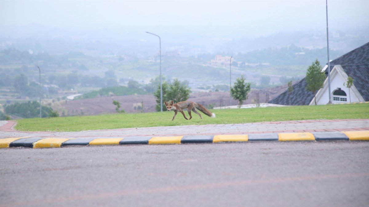A fox walking across an asphalt road with a scenic view in Islamabad, Pakistan.