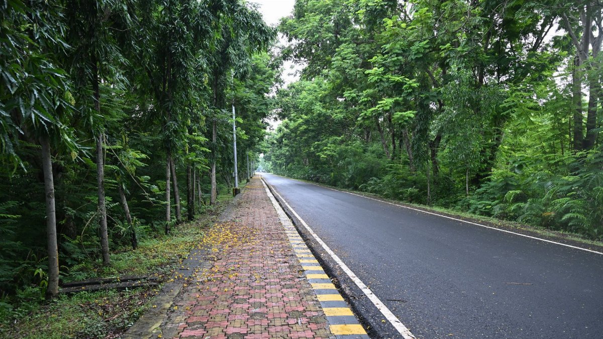 Serene forest road scene with an empty pathway surrounded by lush greenery.