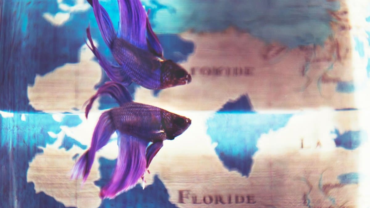 A colorful betta fish swims alongside its reflection against a world map backdrop.