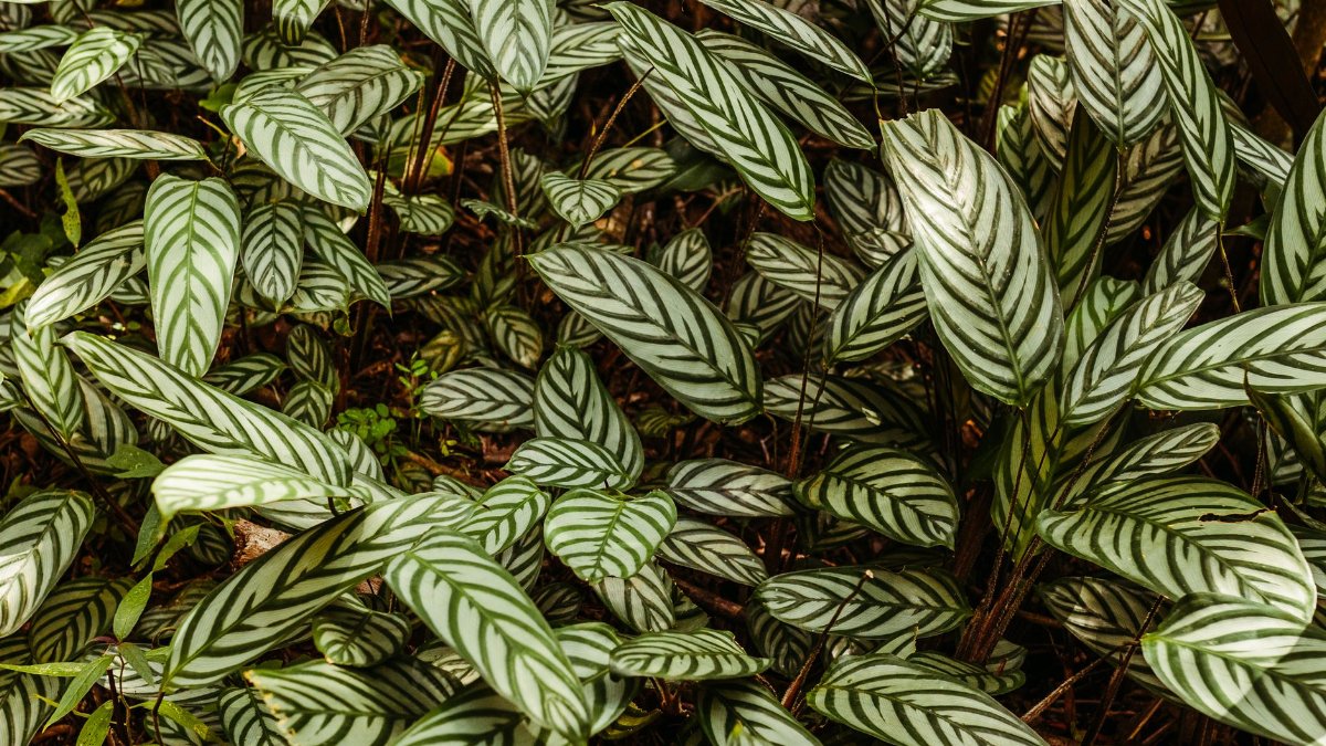 Captivating pattern of tropical giant Bamburanta leaves with a vibrant green and white texture.