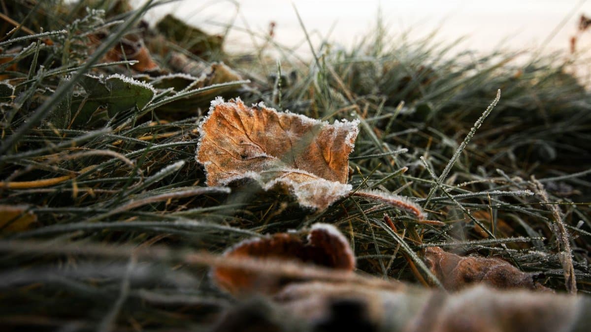 Close-up of frost-covered leaves on grass, capturing the serene autumn morning.