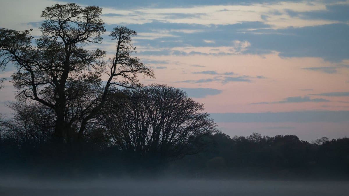 Serene misty morning in autumn with silhouetted trees and colorful sky.