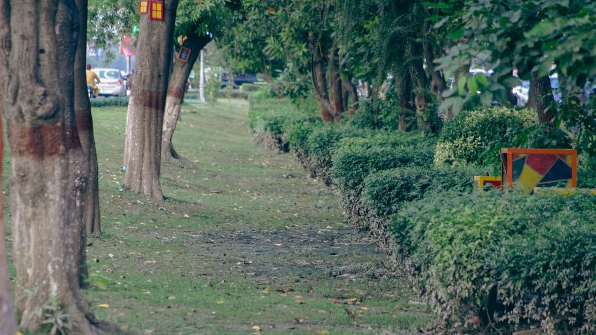 A scenic view of a tree-lined pathway with colorful decorations in a Lahore park.