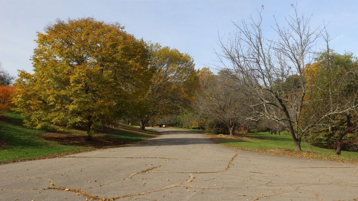 Peaceful autumn scene in a Boston park with colorful foliage and a clear road.