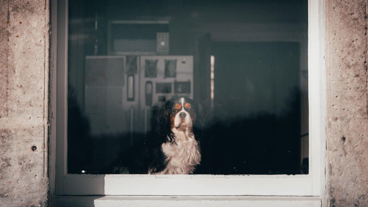 A Cavalier King Charles Spaniel gazes outside through a window, capturing a moment of solitude.
