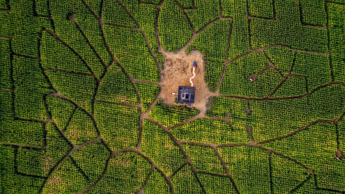 Explore the intricate design of a corn maze from above during the vibrant summer season.