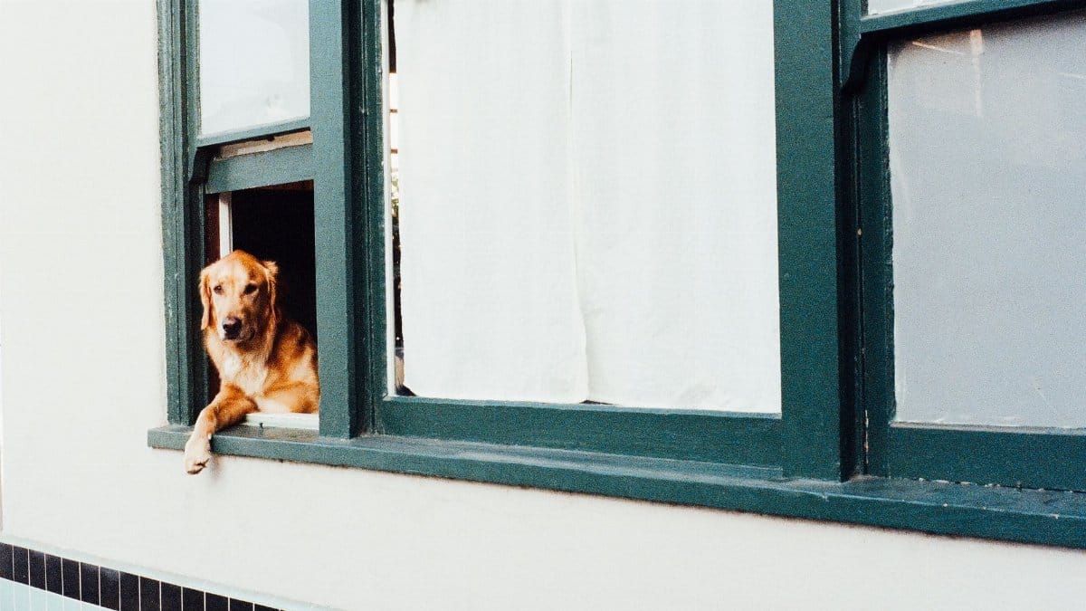 A Golden Retriever rests comfortably on a window ledge, gazing outside.