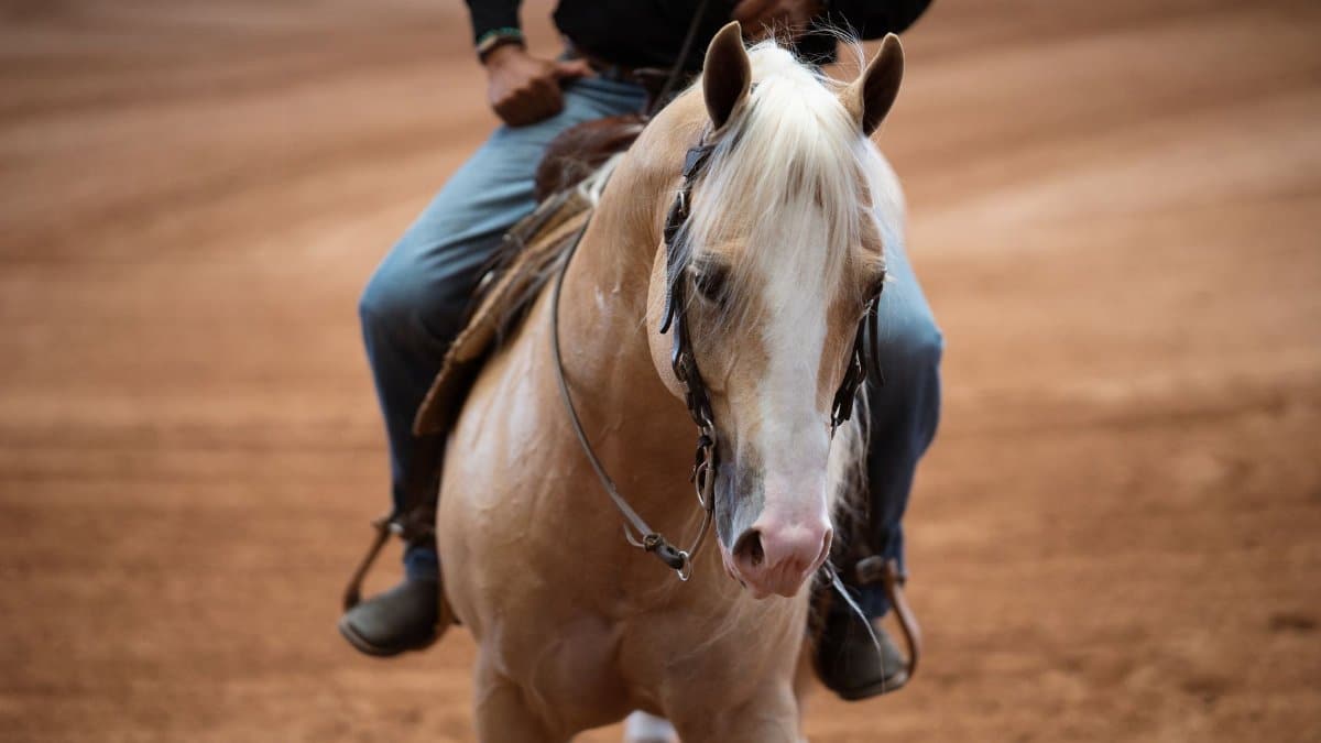 A rider on a palomino horse in an outdoor setting with a focus on equestrian activity.