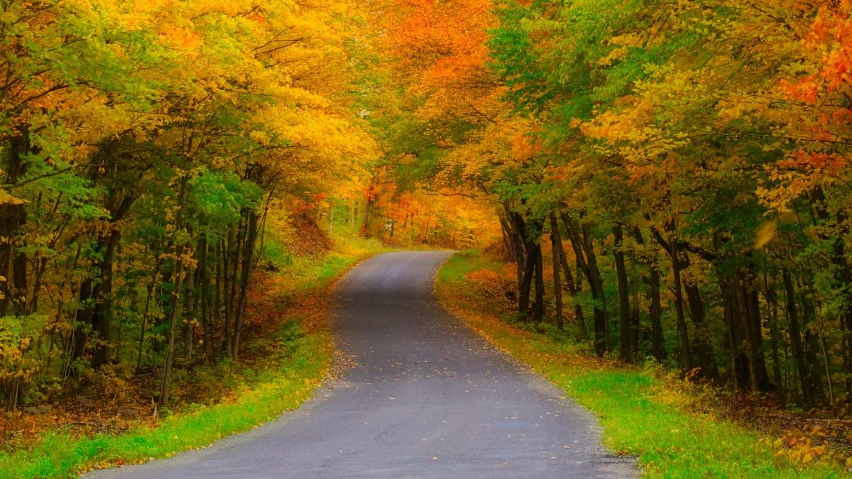 Tranquil paved road meandering through a vibrant autumn forest with colorful falling leaves.
