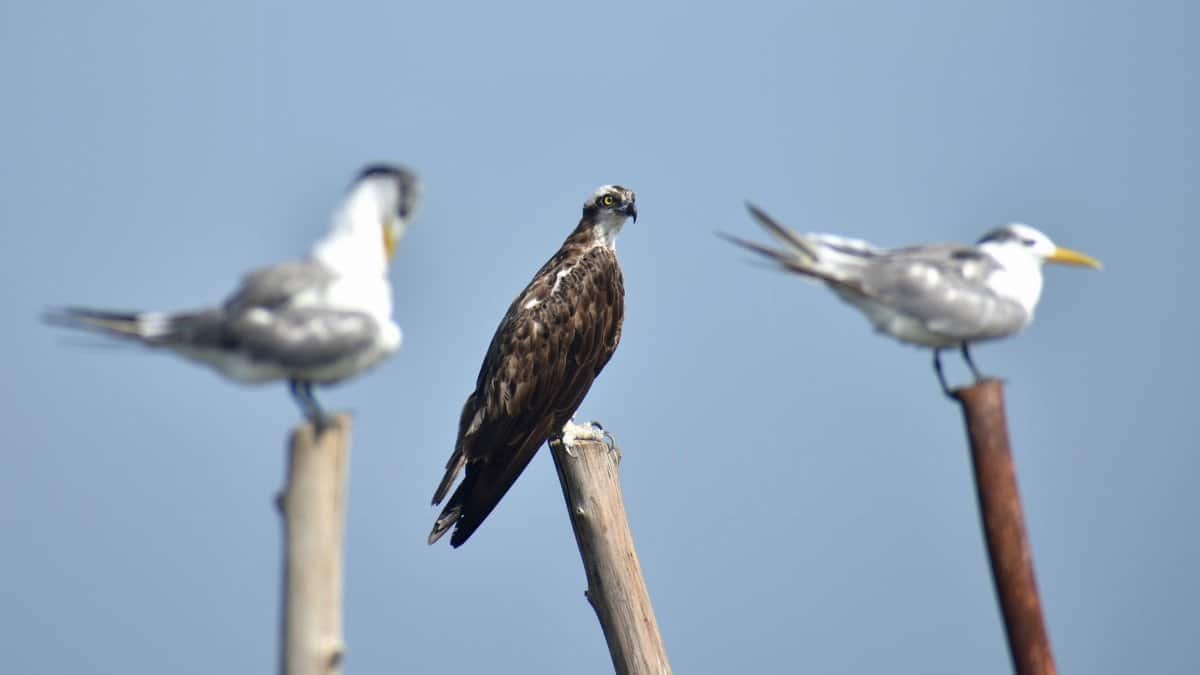 Three birds perching on stakes, showcasing raptors and seagulls against a clear blue sky.