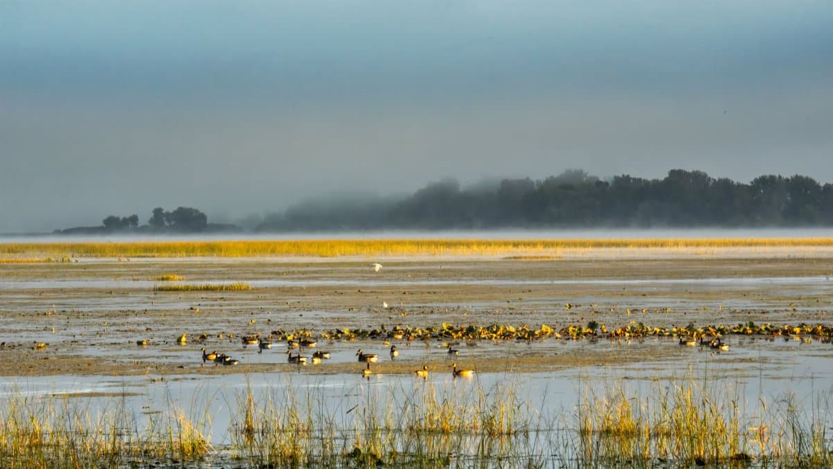 Tranquil view of wetlands with birds during early morning mist and calm waters.
