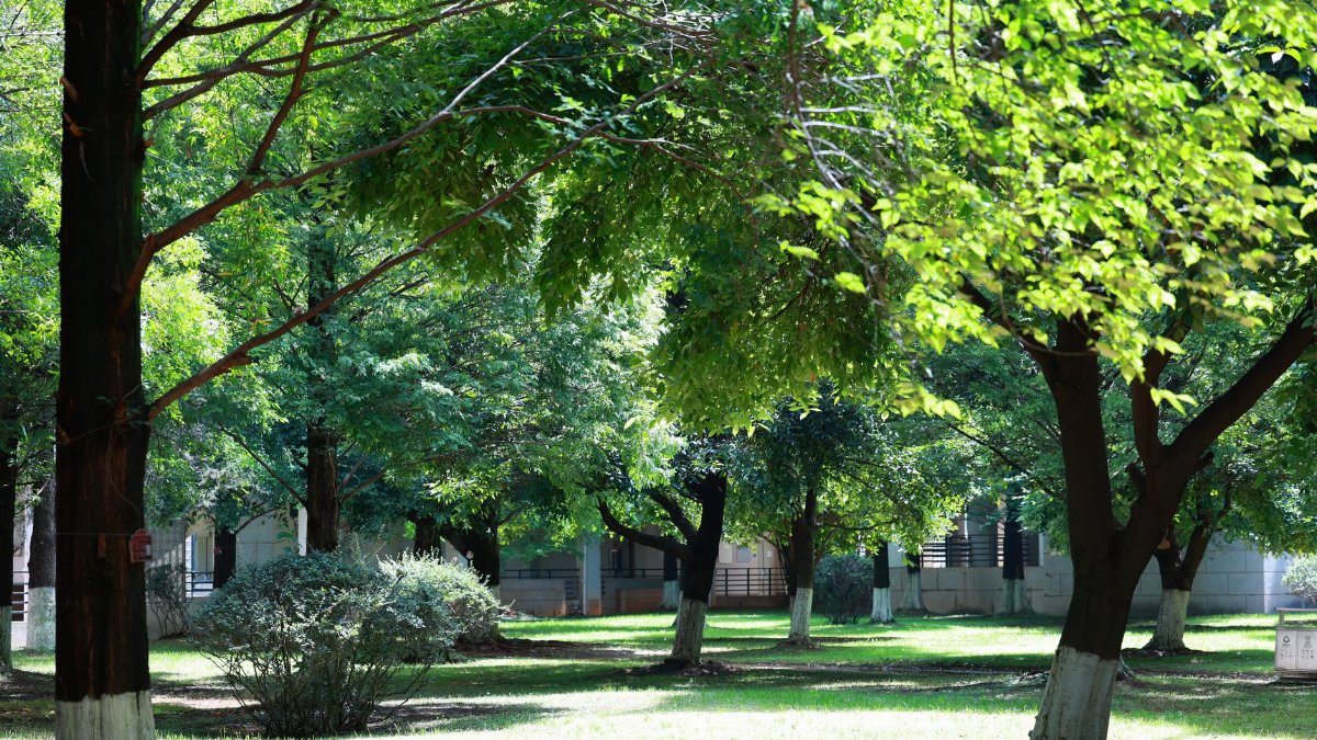 Urban park scene with vibrant green trees offering a serene escape in summer.