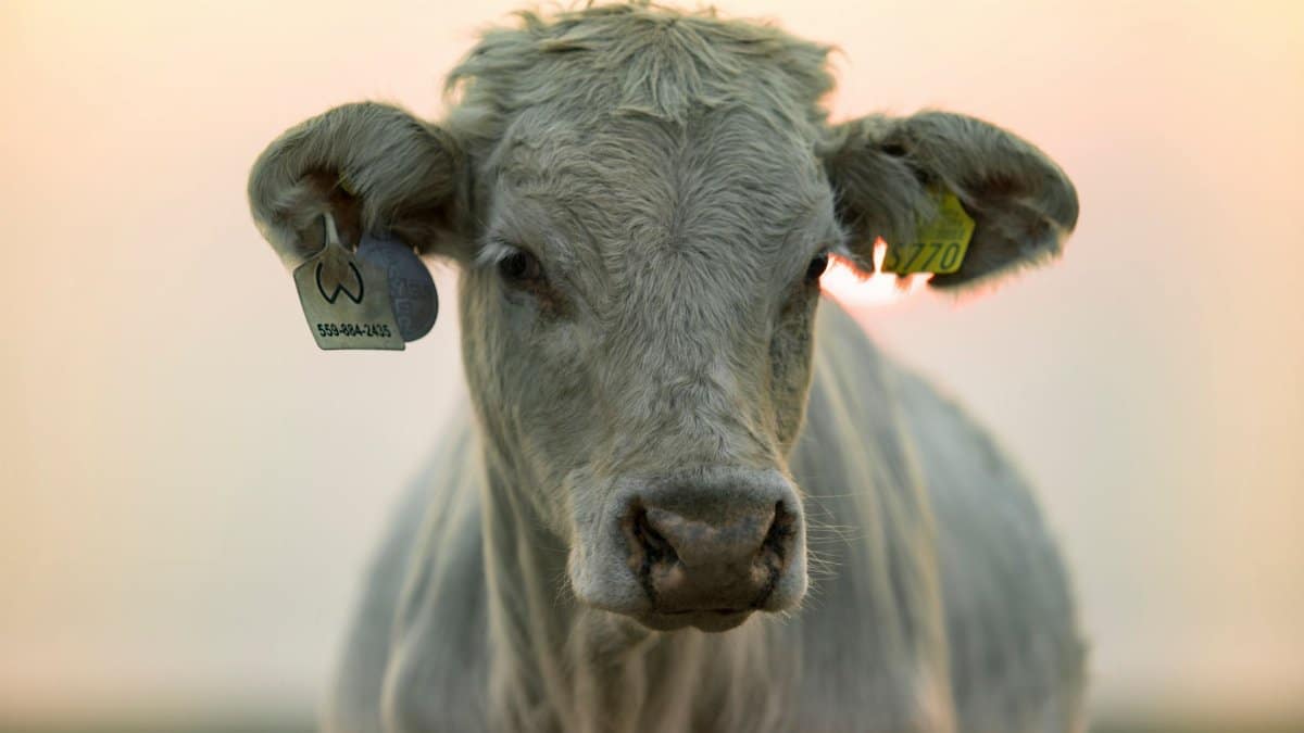 A detailed close-up of a white cow with ear tags, captured outdoors in soft lighting.