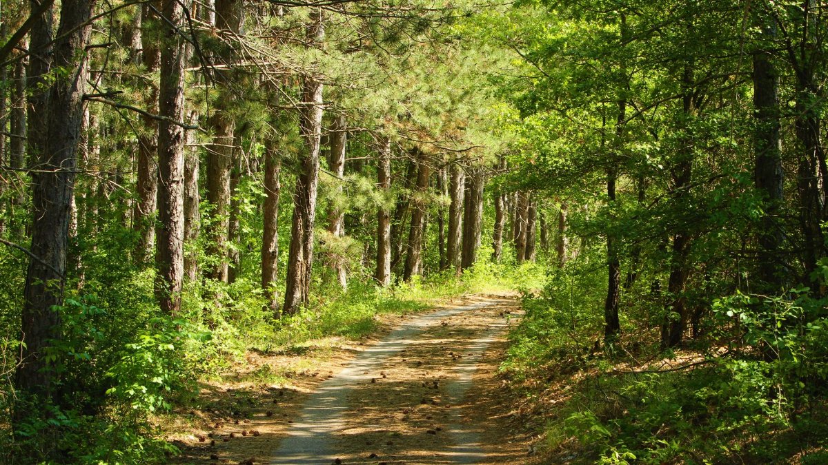 A tranquil dirt road meanders through a vibrant forest, showcasing nature's beauty.
