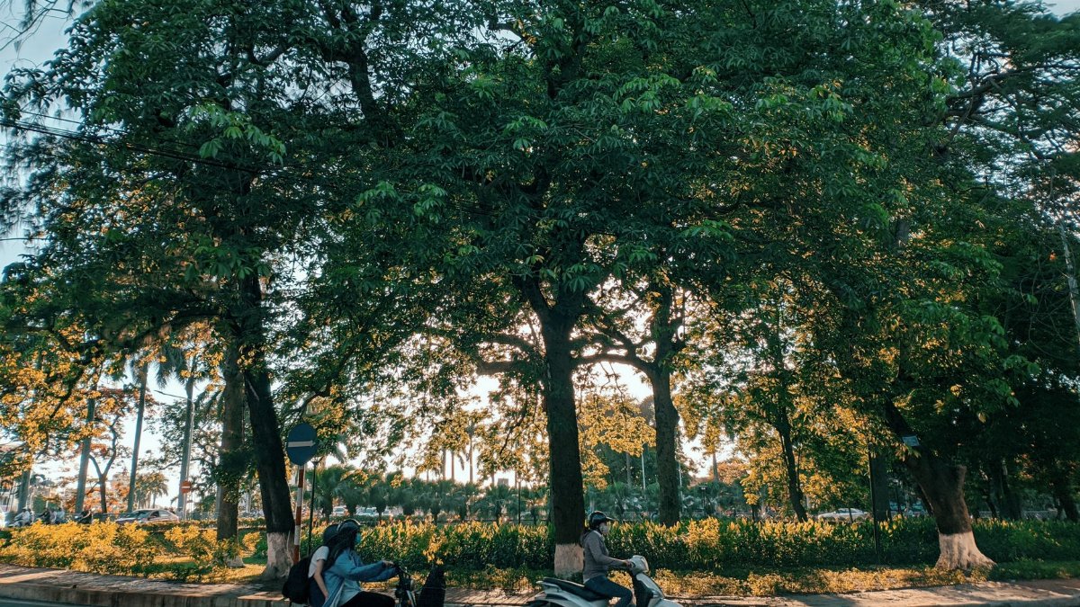 Two adults riding scooters on a sunlit road with large trees in the background.