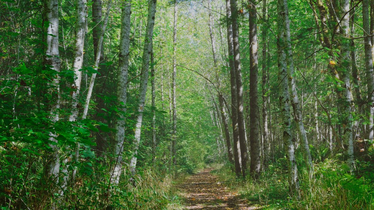 Explore a tranquil forest path surrounded by lush greenery in Olympia, Washington.