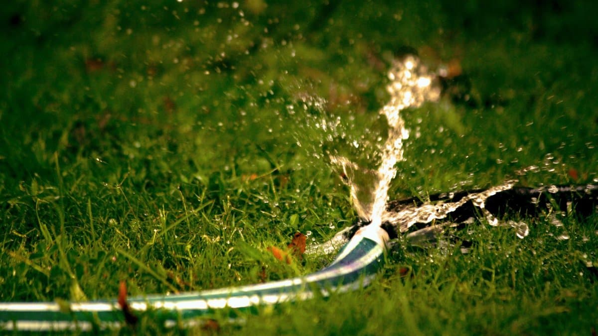 Close-up of garden hose spraying water on lush green grass with vivid splash effect.