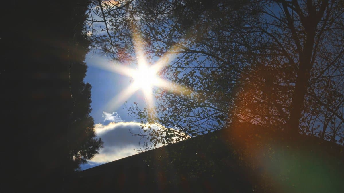 Captivating sun rays passing through trees creating a natural sunburst effect.