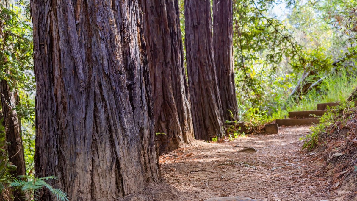 A beautiful dirt trail winding through towering redwood trees in a sunlit forest.