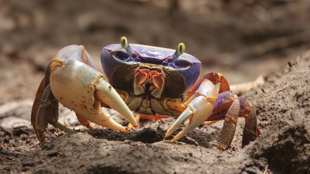 Close-up of a colorful land crab on the rocks in Martinique, showcasing vibrant wildlife in nature.
