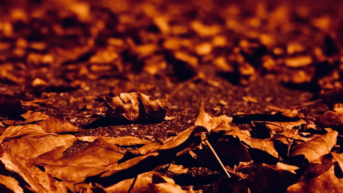 Close-up of dried autumn leaves scattered on dark pavement. Moody fall atmosphere.