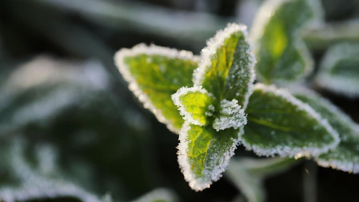 Close-up of a frost-covered leaf, capturing nature's beauty in winter's first frost.