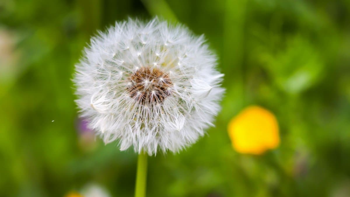 A vibrant close-up of a dandelion seed head in a lush green springtime meadow.