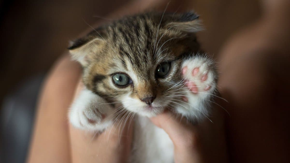 Adorable kitten with striking blue eyes being held gently, showing its pink paws.