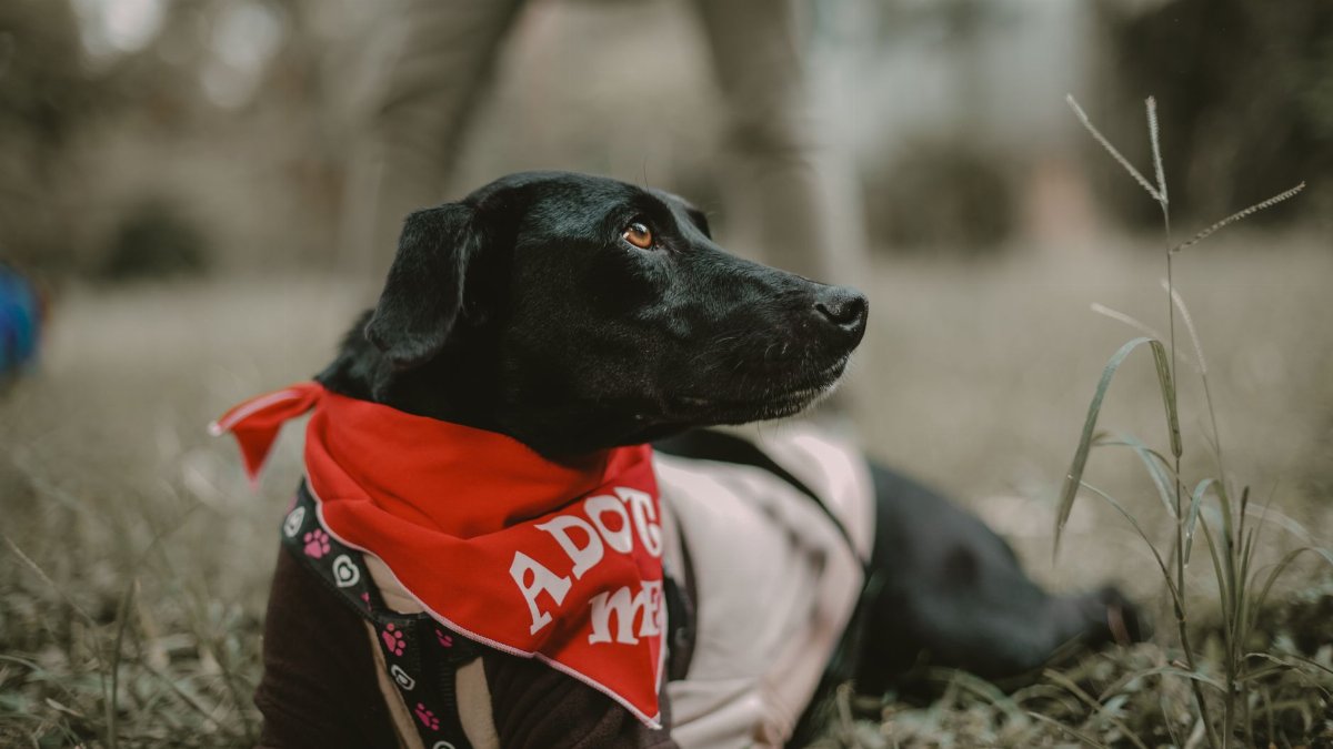 A black Labrador dog lying outdoors wearing a red 'Adopt Me' bandana, promoting pet adoption.