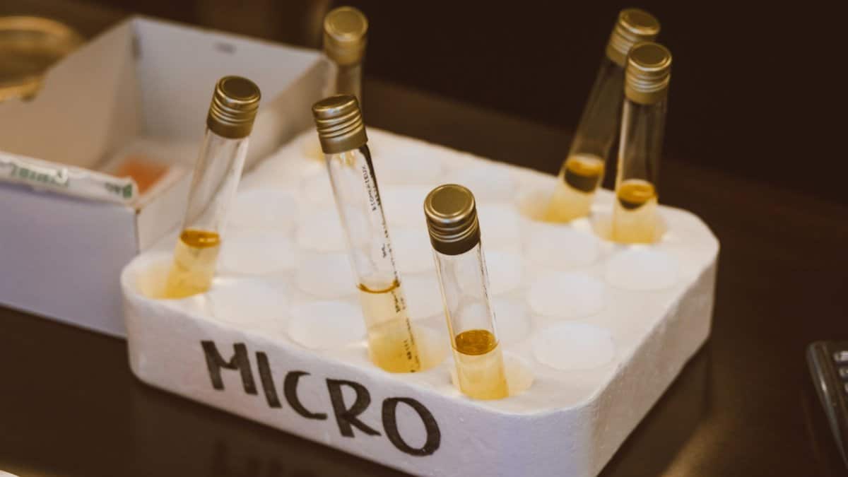 Close-up of laboratory test tubes with samples in a styrofoam tray labeled 'MICRO.'