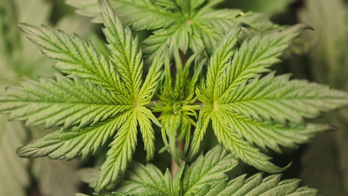 Detailed close-up of green cannabis leaves showcasing their unique shape and vibrant color.