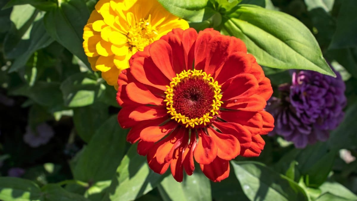 Close-up of vibrant red, yellow, and purple zinnias in sunlight.