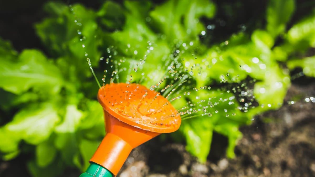 Bright garden scene with water spray on lush green plants, captured in vibrant detail.