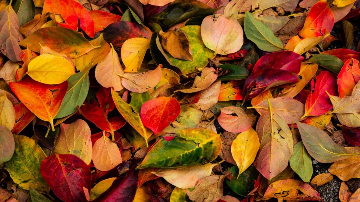 A colorful collection of autumn leaves on the ground in Ohrid, Macedonia.