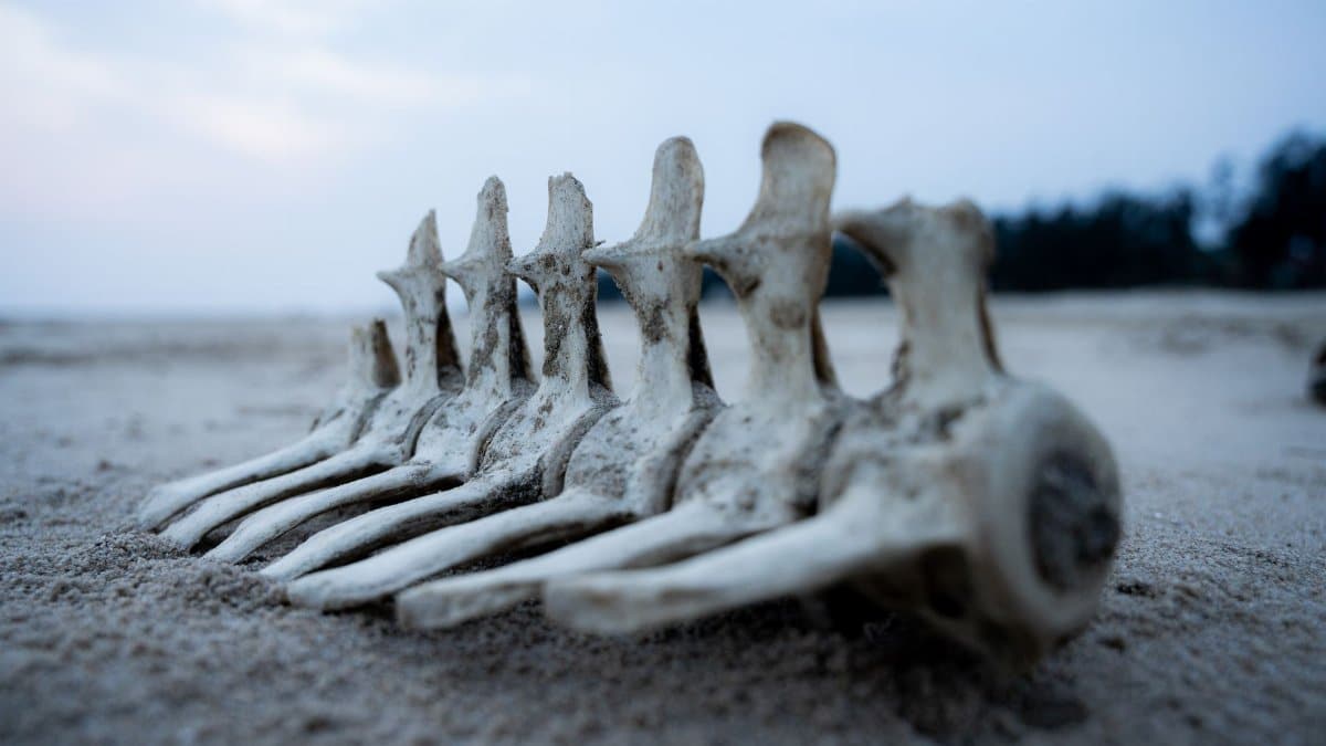 Close-up of vertebrae bones on Mandarmani beach, India, showcasing nature's blend with sand.